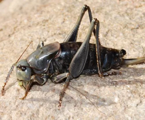 Brown cricket close up