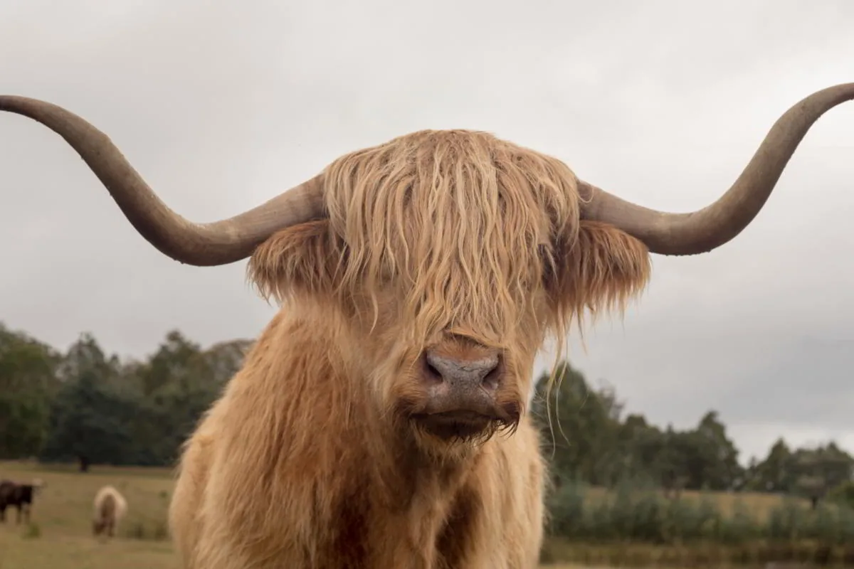 Highland bull showing his wide forward-sweeping horns