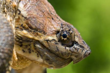 Close-up of snapping turtle showing yellow radiating pattern around the eye