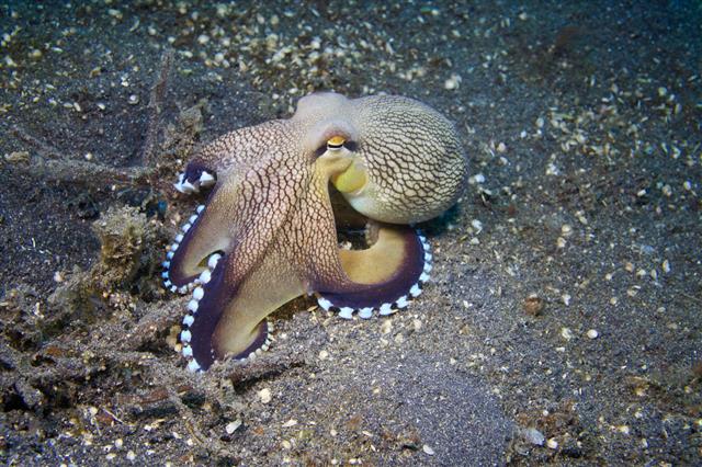 Coconut Octopus