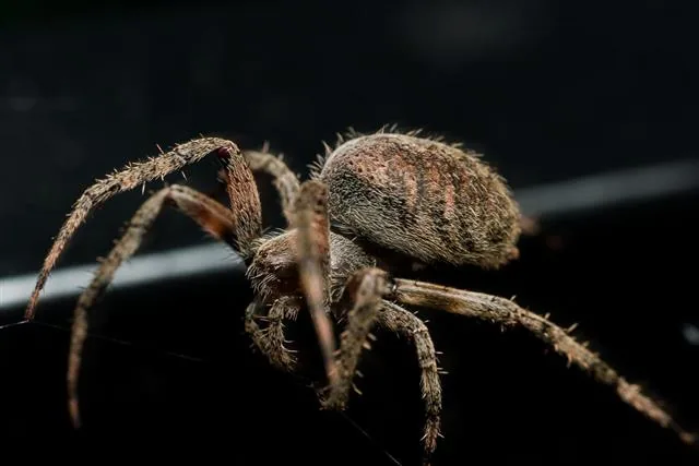 An orb-weaving spider on its web