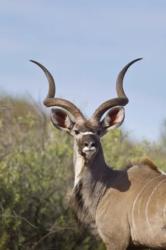 Kudu in forest