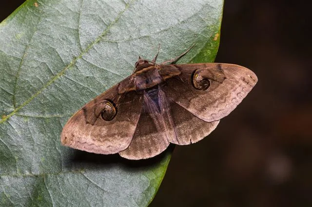 Indian owlet moth on leaf