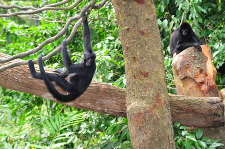 Spider monkey swinging through the forest canopy
