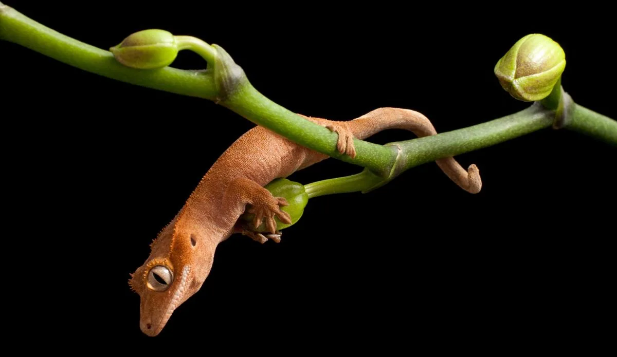 Crested Gecko isolated on black background