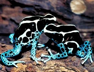 Dyeing dart frog - Dendrobates tinctorius
