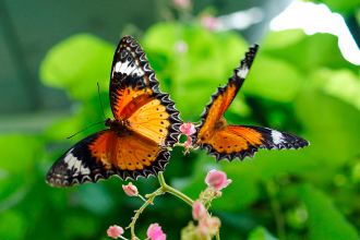 Red Lacewing butterfly, vivid red and black patterned wings