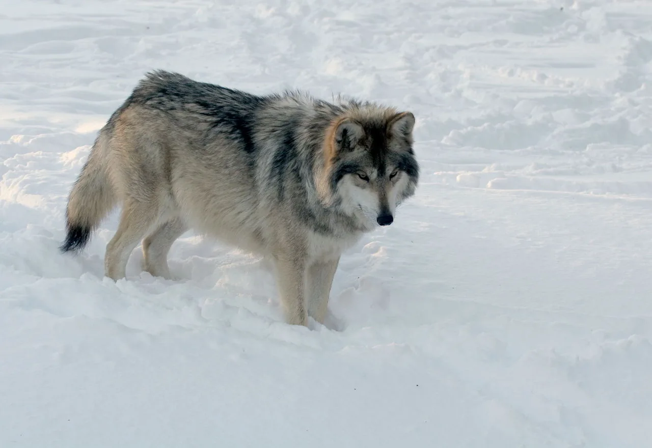 A wolf standing alert in a snowy winter landscape