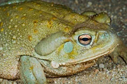 Sonoran Desert Toad resting on a rock