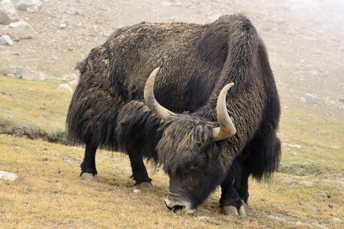 Tibetan yak on high-altitude plateau