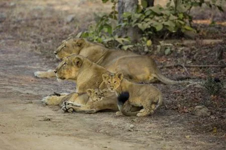 An Asiatic lion pride, a lioness resting on a forest track with two cubs and other lions in the dry Gir Forest of western India.