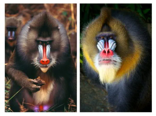 Colorful mandrill monkey showing its vivid blue and red facial markings