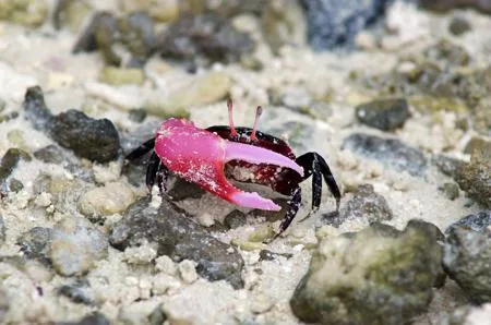 A fiddler crab showing its single oversized claw raised in a wave gesture