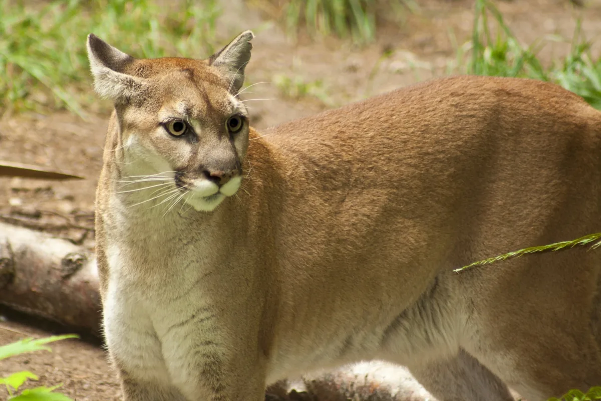 Mountain lion (cougar / puma) in the Sonoran Desert