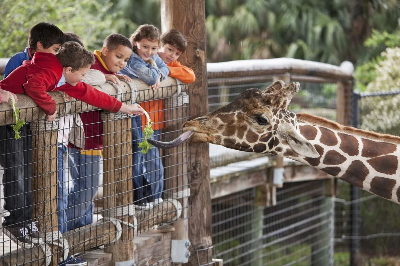 A group of children leaning over a zoo barrier to feed lettuce to a giraffe