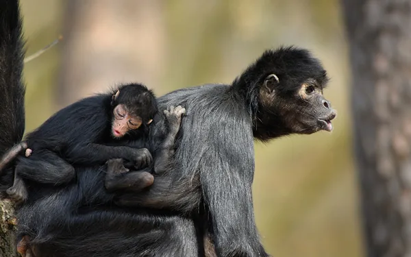 Mother spider monkey with baby clinging to her back