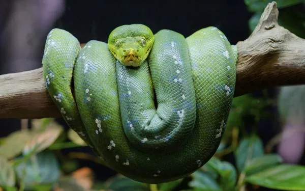 Green Tree Python, a nonvenomous snake