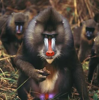 Mandrill close-up showing vivid blue and red facial markings
