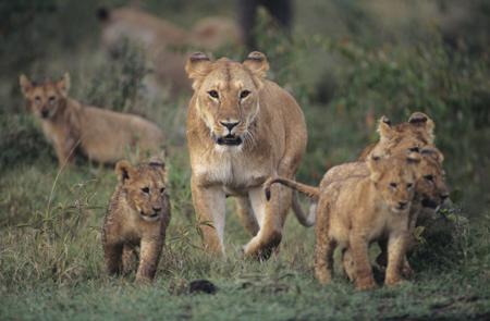 Lioness with four cubs in Kenya