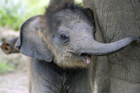 Cute infant elephant