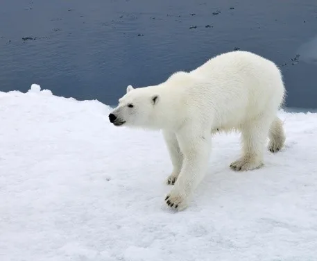 A polar bear walking on Arctic sea ice