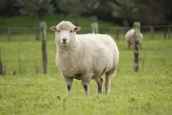 Sheep grazing on a farm