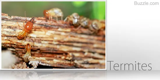 Termites, members of Order Isoptera