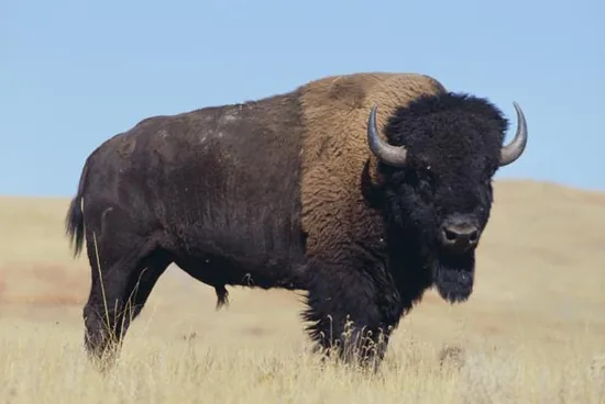An American bison standing in open country