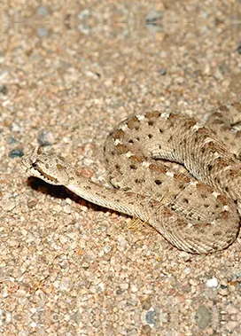 Sidewinder rattlesnake moving across the sand