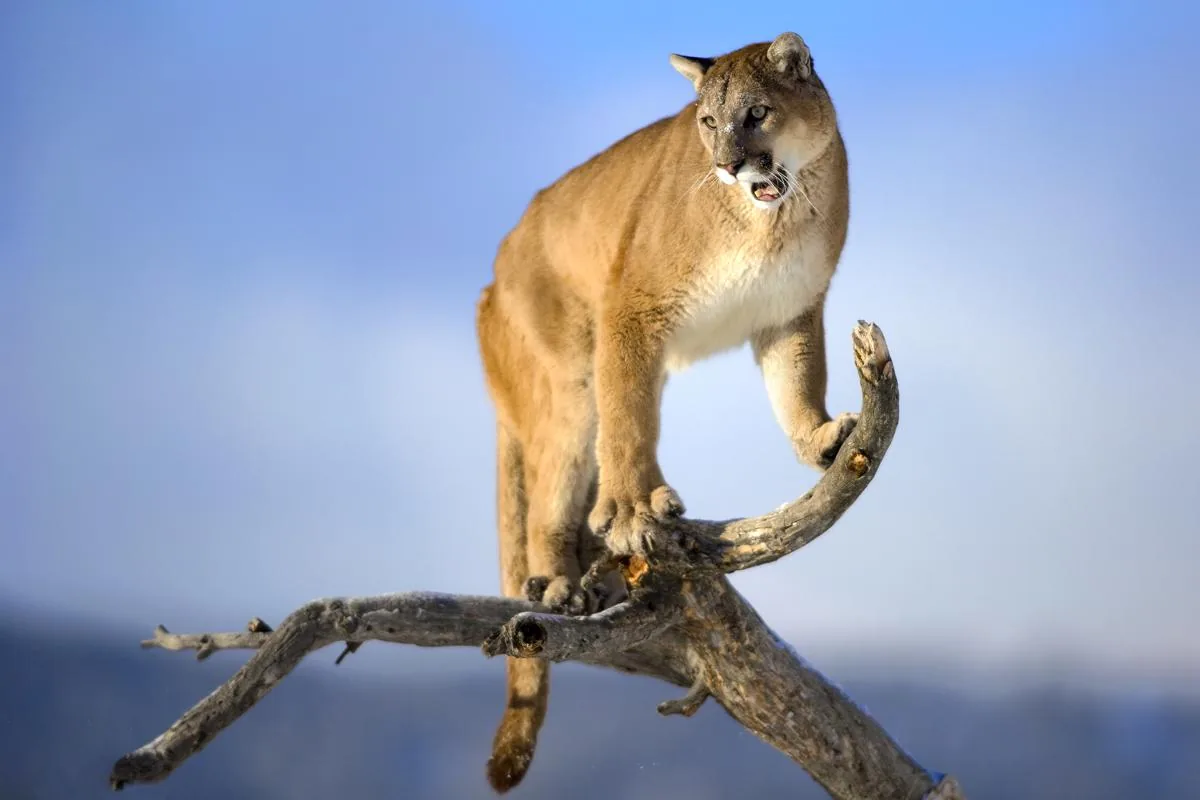 Mountain lion standing on deadwood in a North American forest