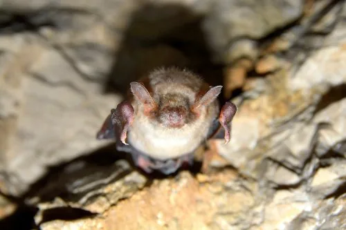 Daubenton's bat