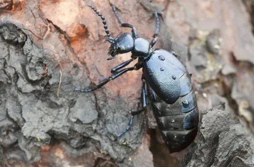 Blister beetle on tree bark