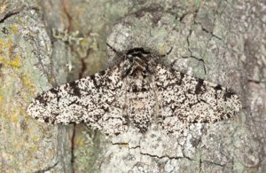 White Peppered Moth on bark