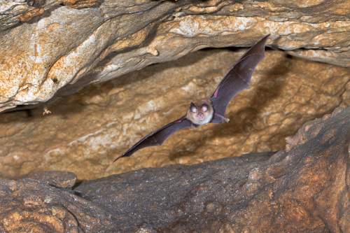 Mediterranean horseshoe bat