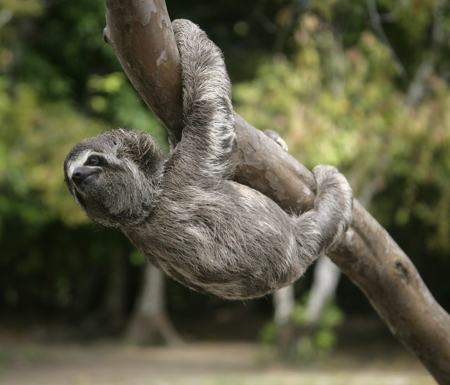 A brown-throated three-toed sloth hanging from a branch, reaching up with its long curved claws.