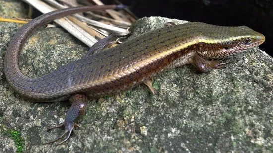 Glass Lizards (Anguidae)