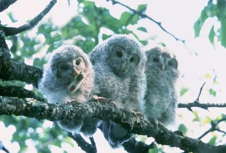 Owlets on branch