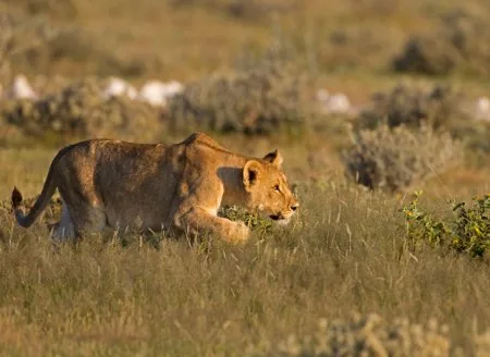 Lion crouching low in golden grass