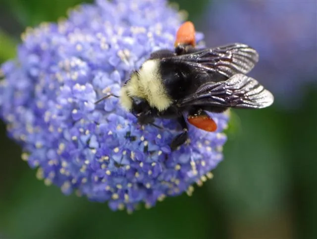 A yellow-faced bumble bee foraging