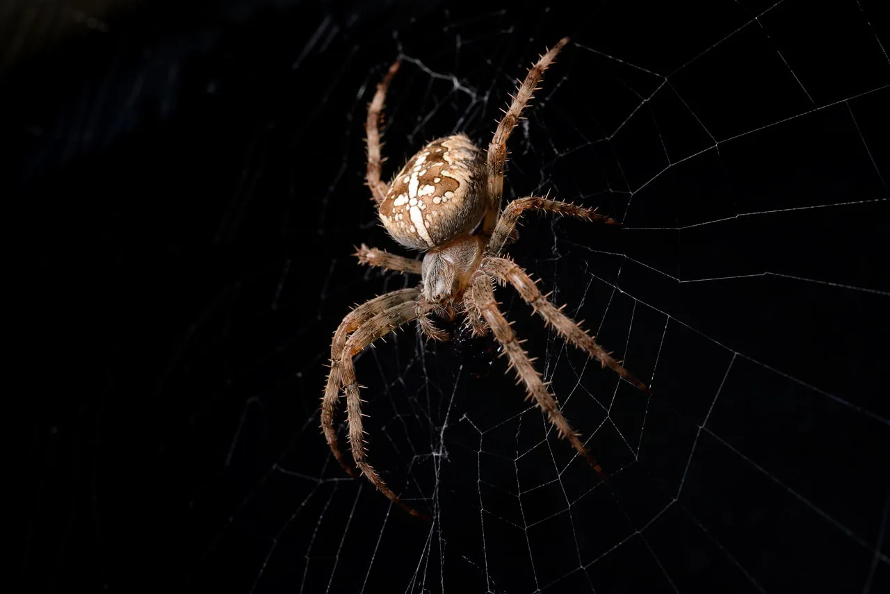 A cross spider with prey, showing the arachnid's adaptation to survive in varied temperatures