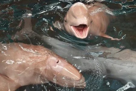 A dolphin looking out of the water, illustrating the dolphin's curious and friendly nature