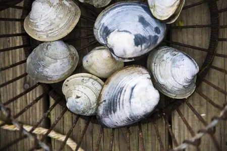 Ocean Quahogs in a basket, dark-shelled clams with a thick exterior