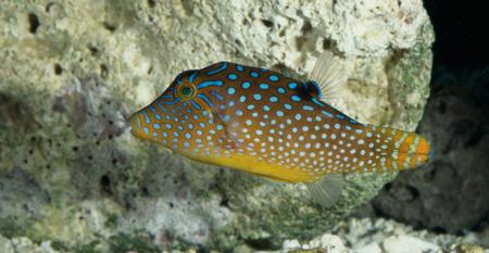 Fiji Spotted Puffer Fish (Canthigaster solandri margaritata)