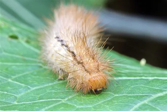 Pellucid hawk moth caterpillar