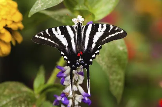 Zebra swallowtail butterfly
