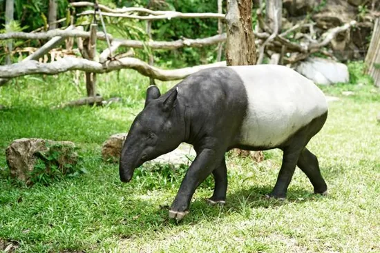 A Malayan tapir with its black-and-white markings