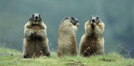 Three groundhogs eating together in a meadow