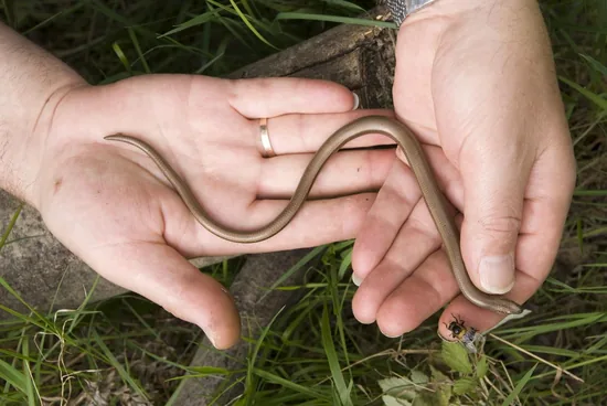Slow worm on palm