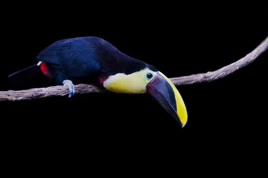 Toucan