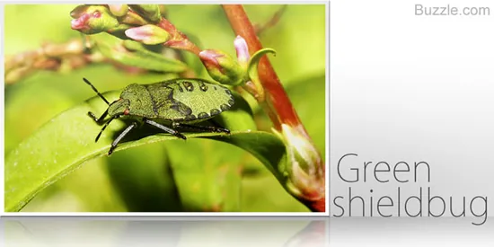 Green shieldbug on a leaf